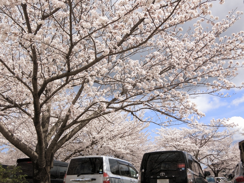 伊勢神宮の駐車場