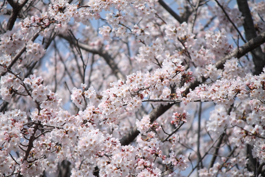 f:id:sa_to_e:20150403205209j:image:w450