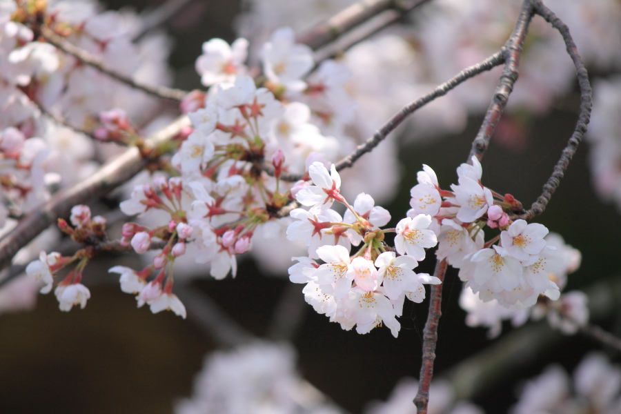 f:id:sa_to_e:20150403205213j:image:w450