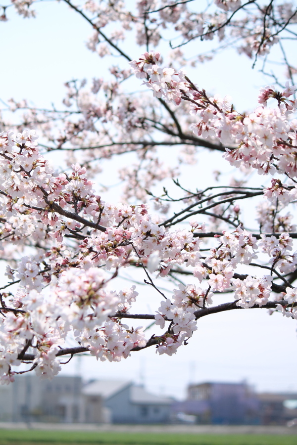 f:id:sa_to_e:20150403205215j:image:h450