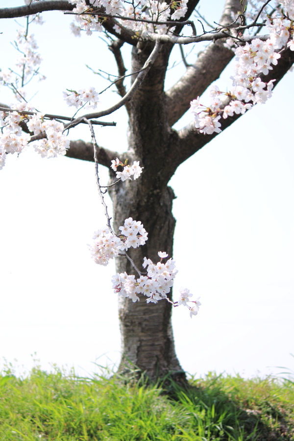 f:id:sa_to_e:20150403205218j:image:h450