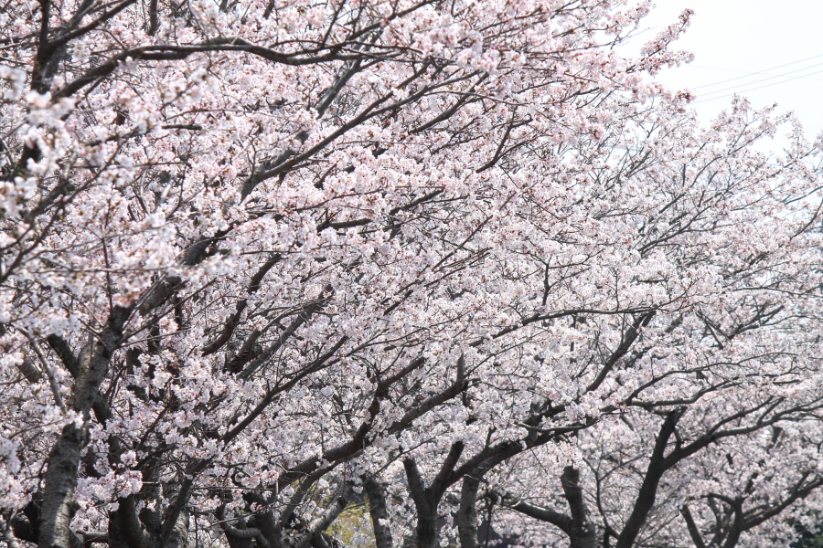 f:id:sa_to_e:20150403205220j:image:w450