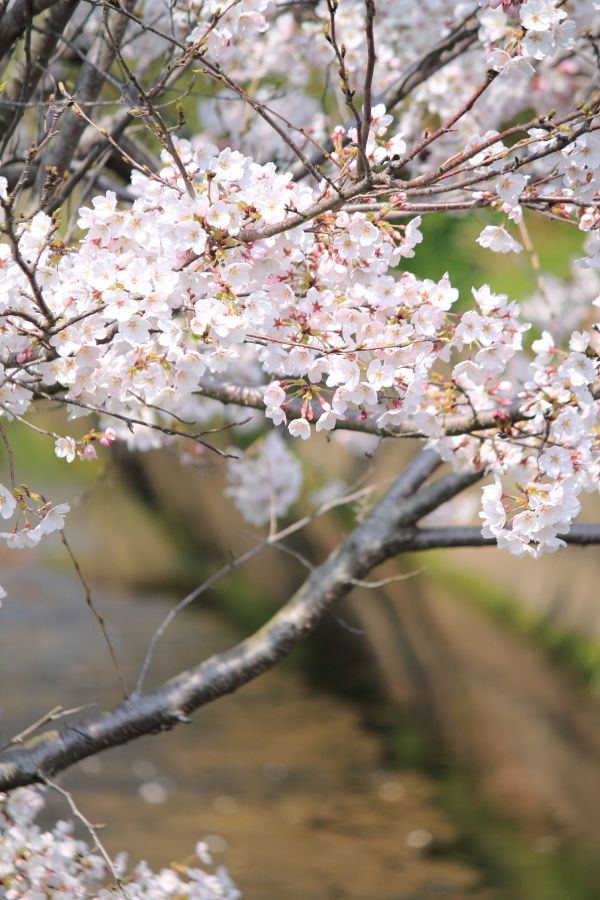 f:id:sa_to_e:20150403205223j:image:h450