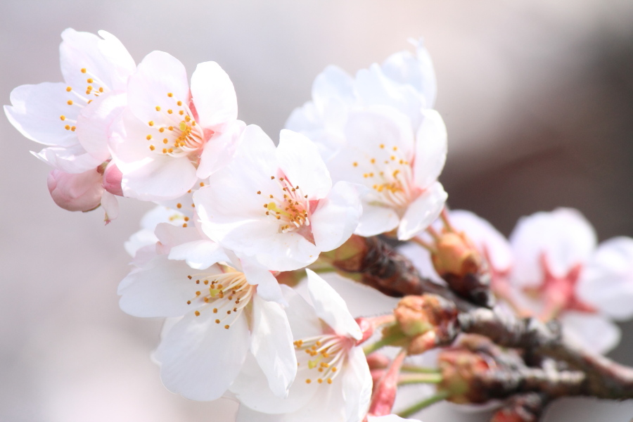 f:id:sa_to_e:20150403205225j:image:w450