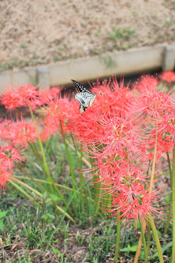 f:id:sa_to_e:20151014212356j:image:h450
