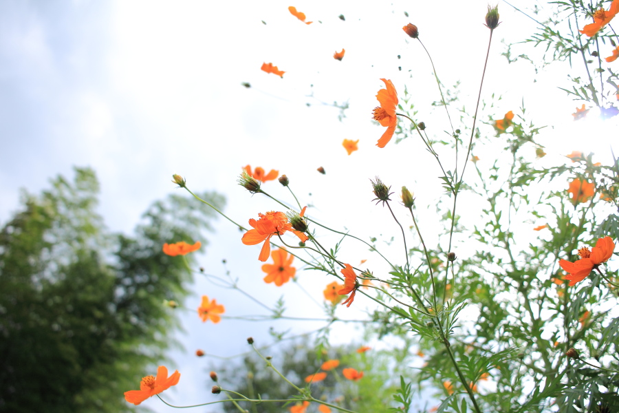f:id:sa_to_e:20151014212400j:image:w450