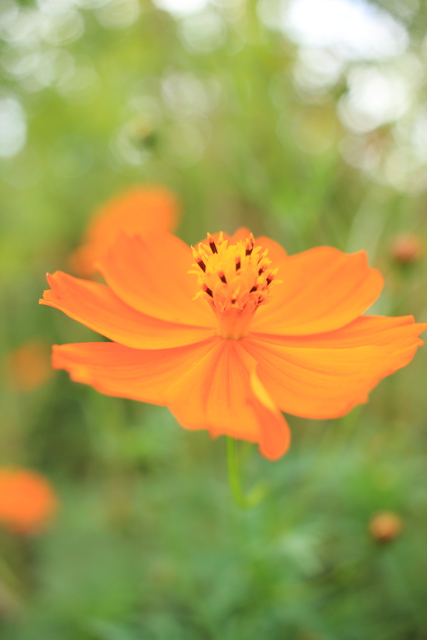 f:id:sa_to_e:20151014212404j:image:h450
