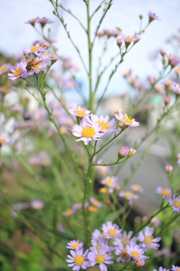 f:id:sa_to_e:20151014212407j:image:h450