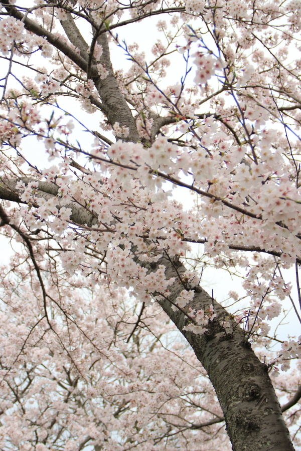 f:id:sa_to_e:20160413205759j:image:h450