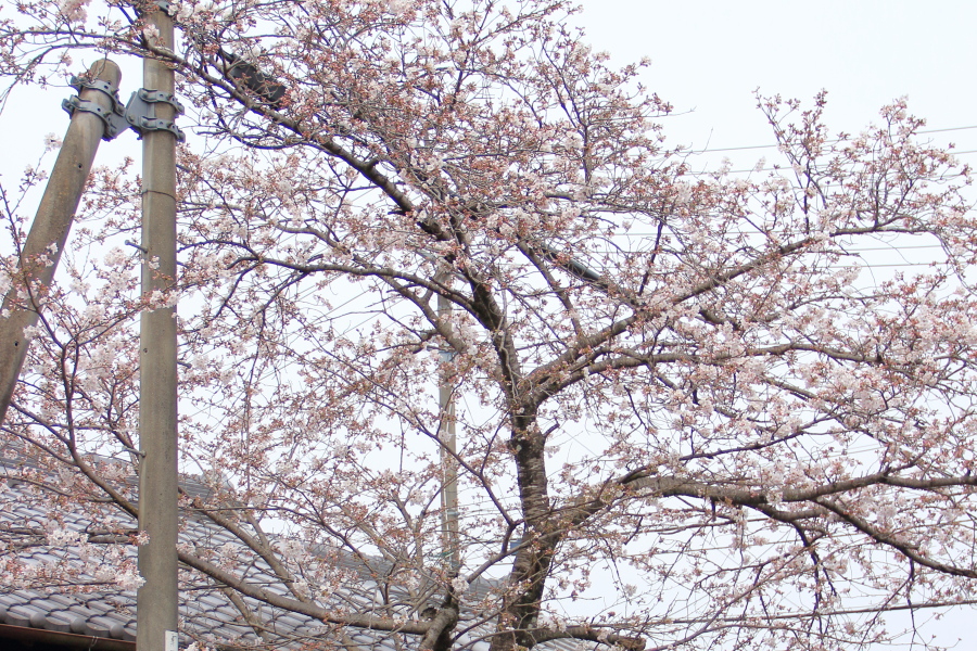 f:id:sa_to_e:20170421204704j:image:w450