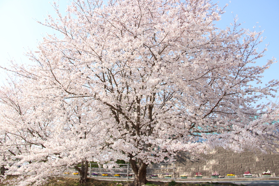f:id:sa_to_e:20180404204902j:image:w450