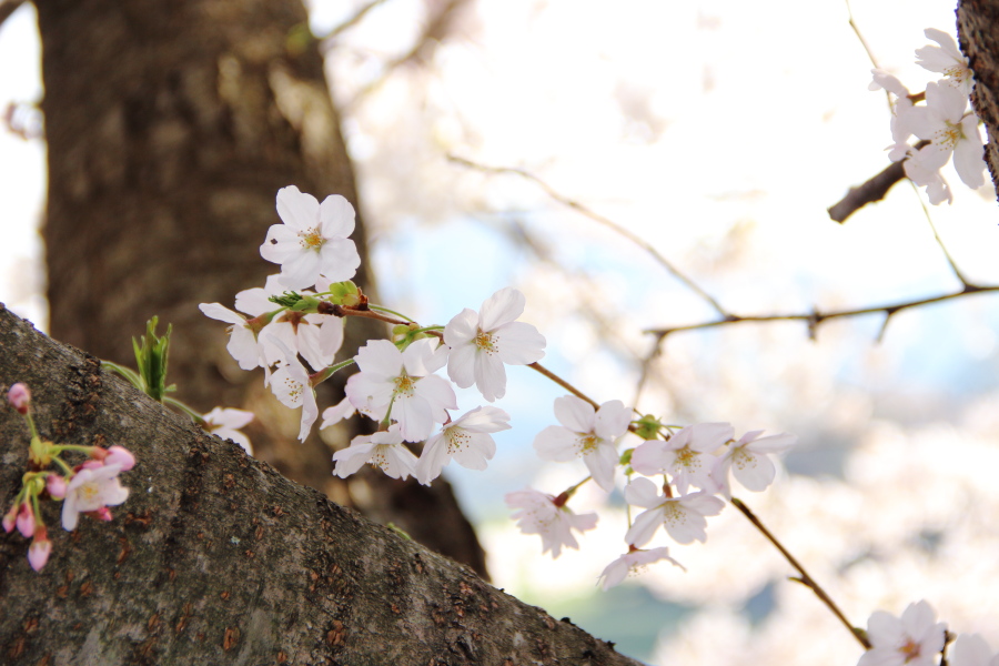f:id:sa_to_e:20180404204906j:image:w450