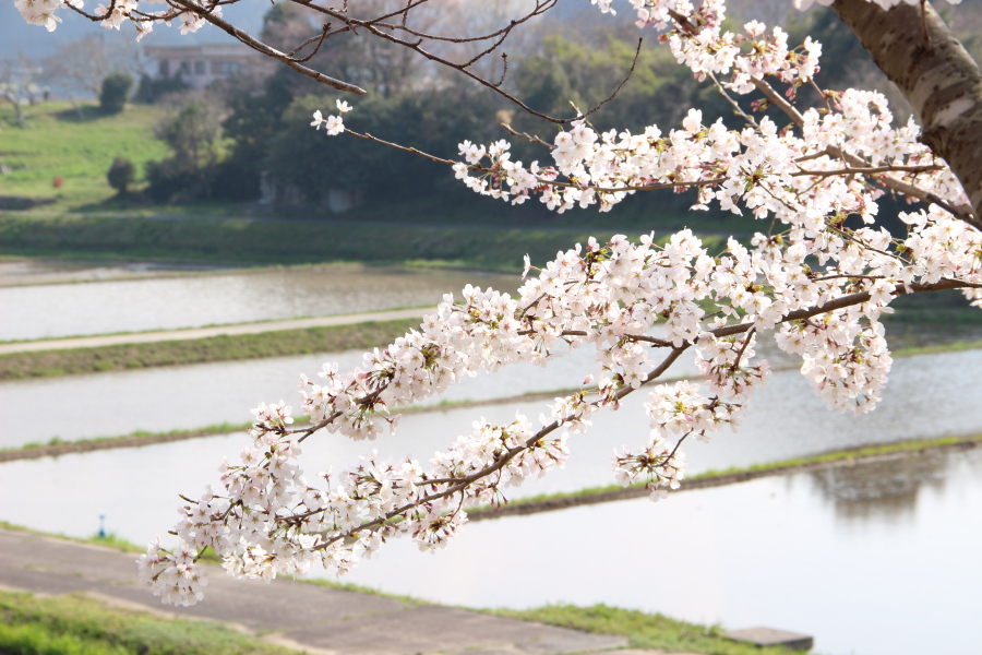 f:id:sa_to_e:20180404204909j:image:w450