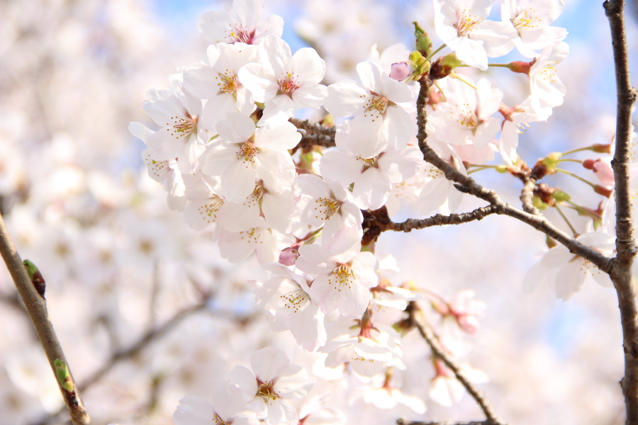f:id:sa_to_e:20180404204917j:image:w450