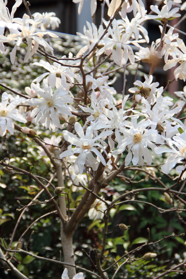 f:id:sa_to_e:20190329184342j:plain