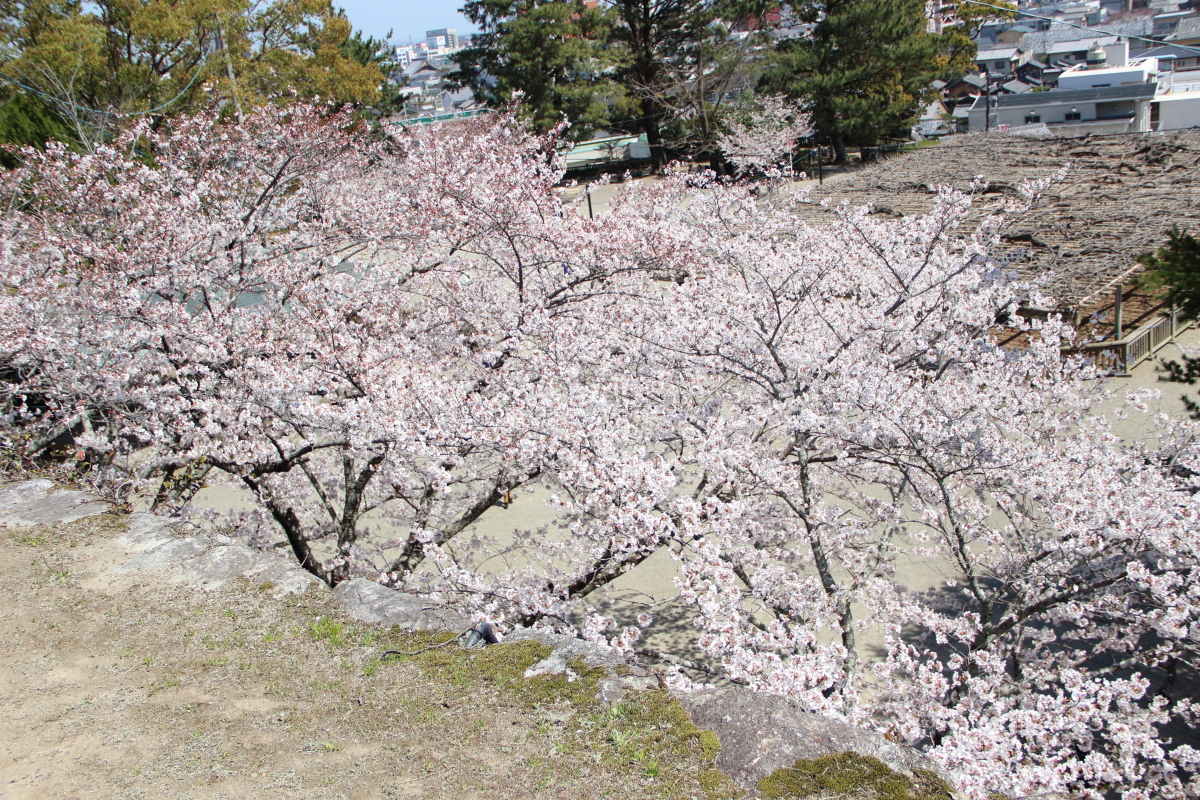 f:id:sa_to_e:20190406203602j:plain