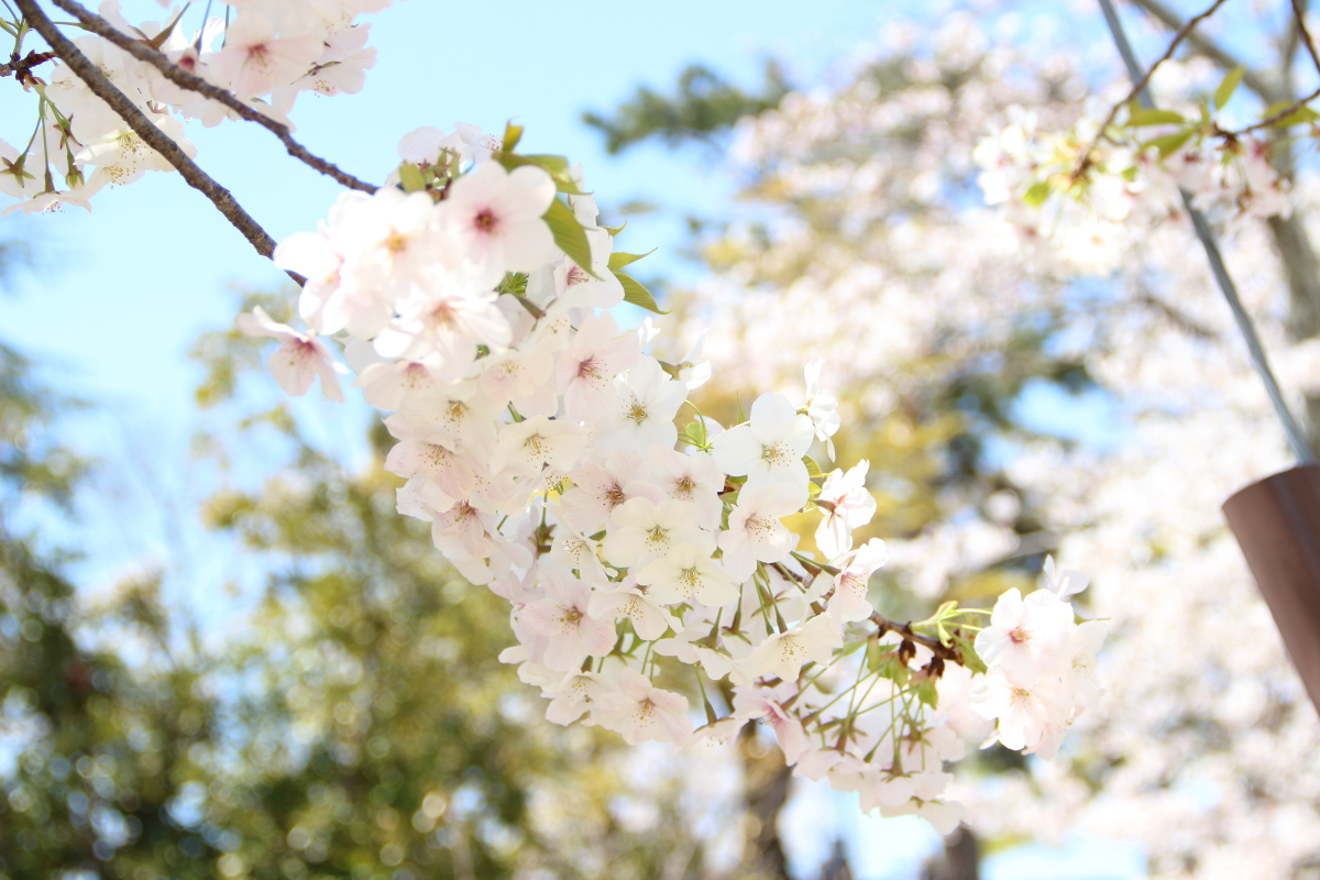 f:id:sa_to_e:20190406203612j:plain