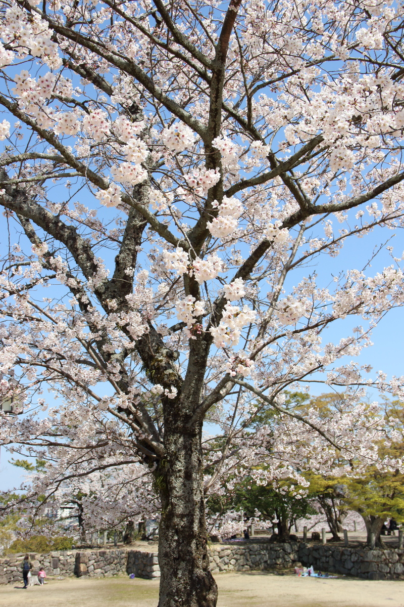 f:id:sa_to_e:20190406203647j:plain
