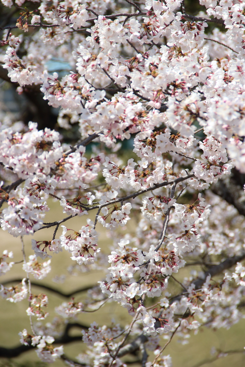 f:id:sa_to_e:20190406203656j:plain