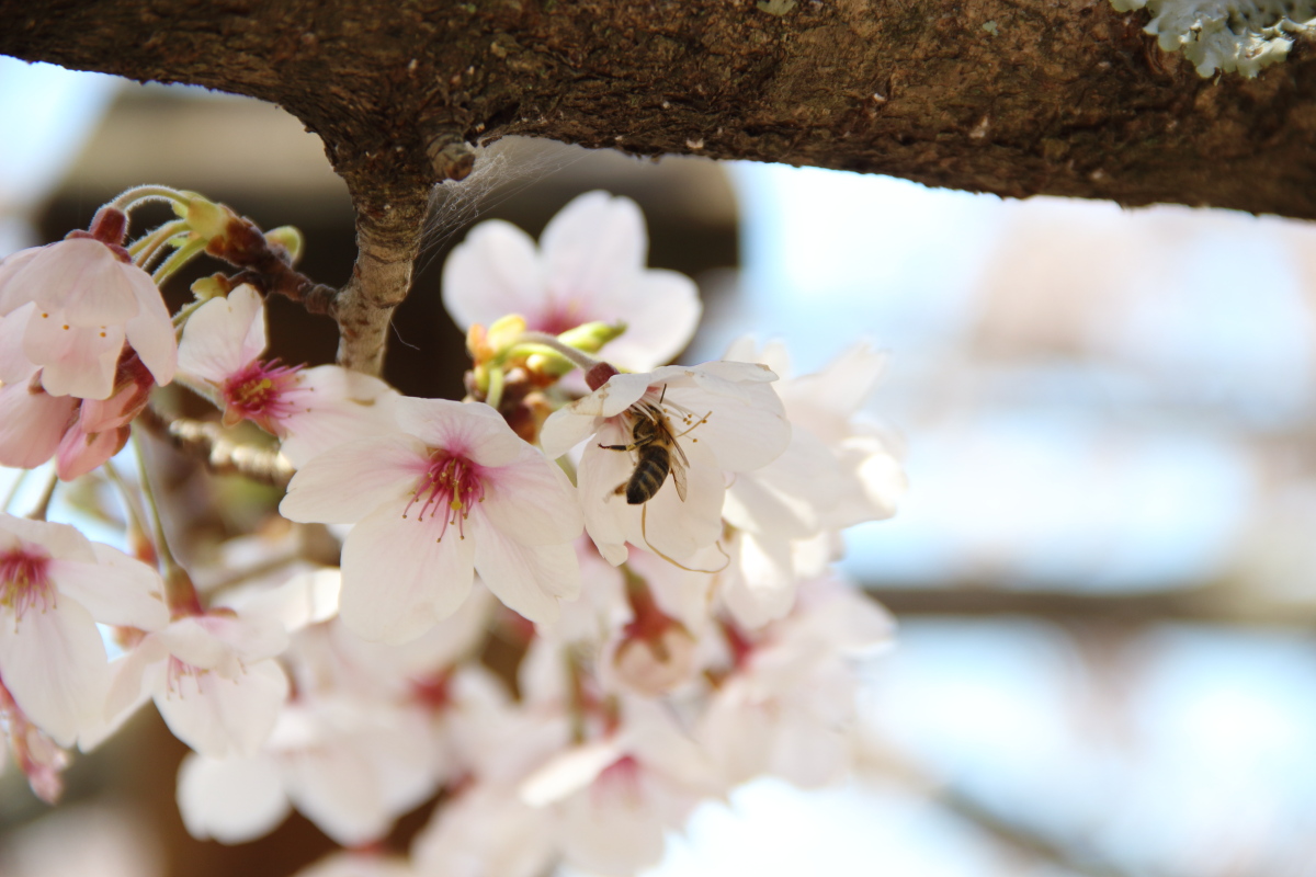 f:id:sa_to_e:20190406203709j:plain