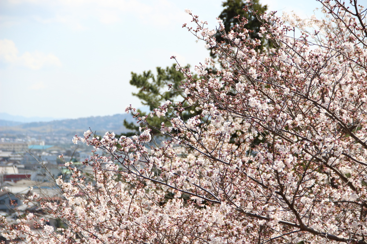 f:id:sa_to_e:20190406203723j:plain