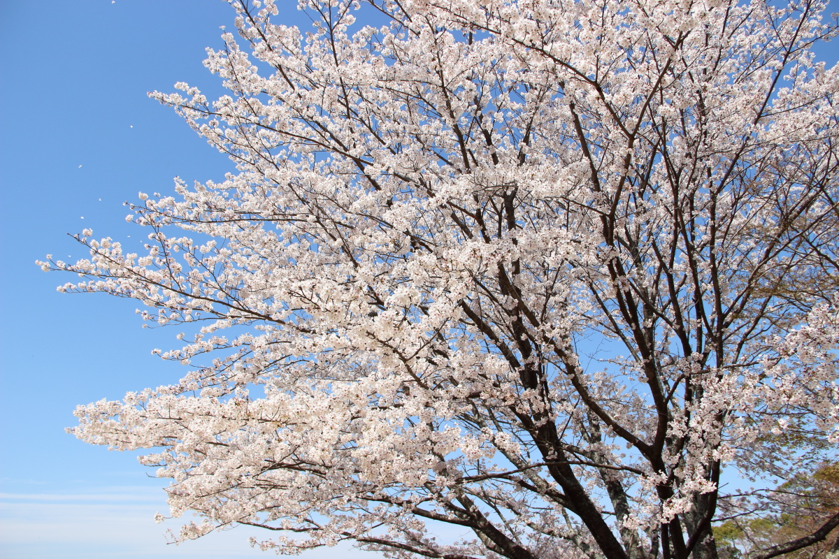 f:id:sa_to_e:20190406203738j:plain