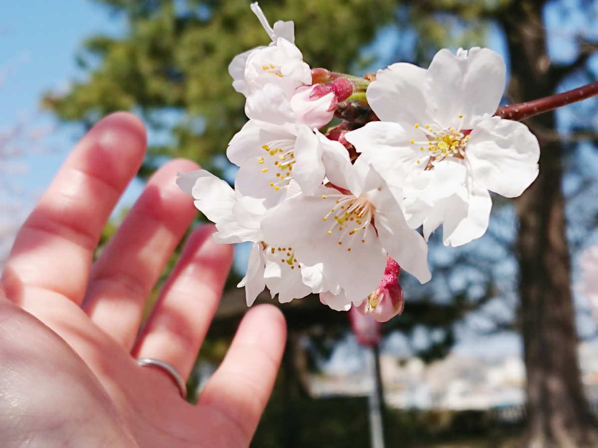 f:id:sa_to_e:20190406203802j:plain