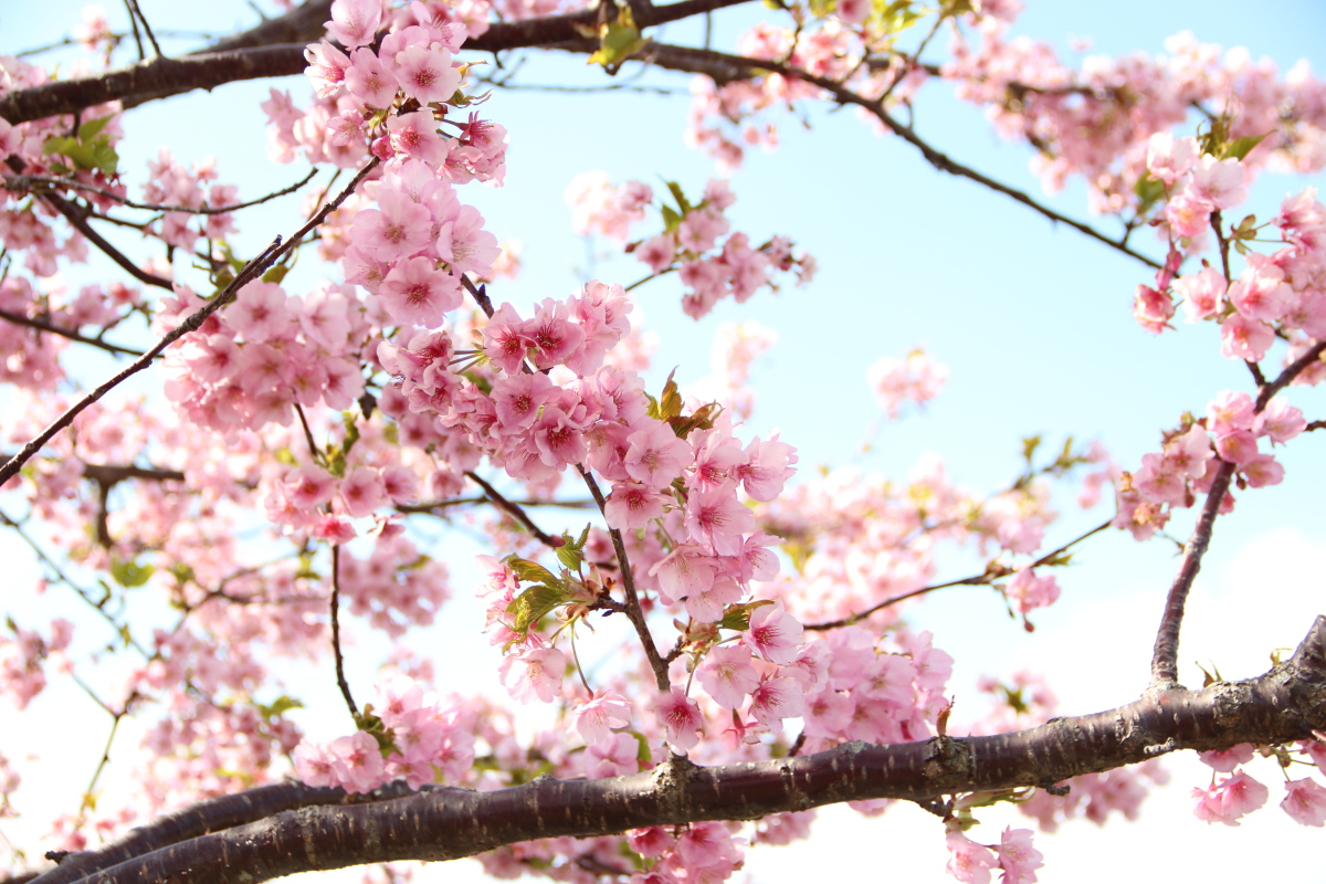 笠松河津桜ロード f:id:sa_to_e:20200302135807j:plain