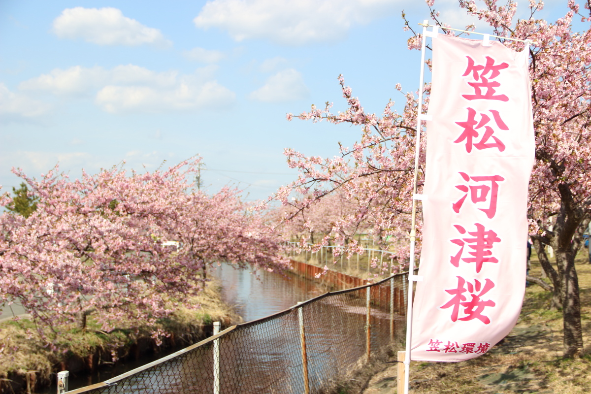 笠松河津桜ロード f:id:sa_to_e:20200302135846j:plain