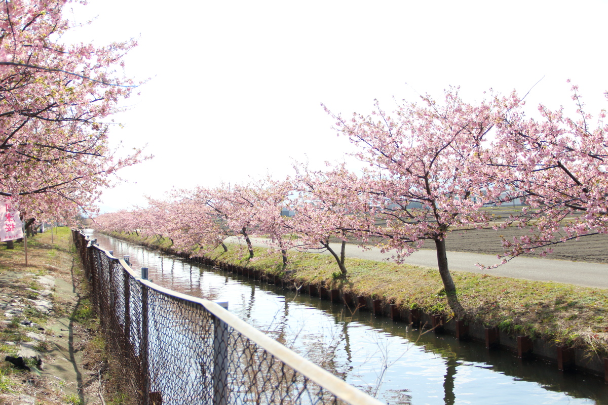 笠松河津桜ロード f:id:sa_to_e:20200302135925j:plain
