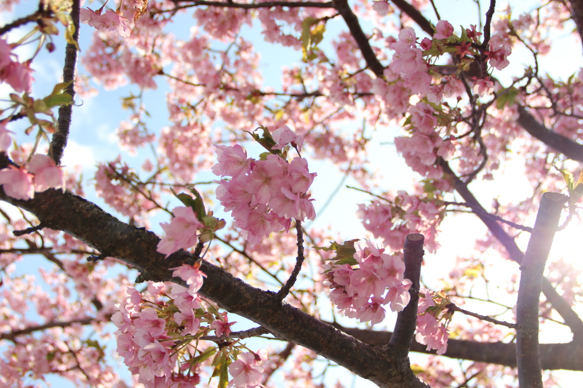笠松河津桜ロード f:id:sa_to_e:20200302135948j:plain