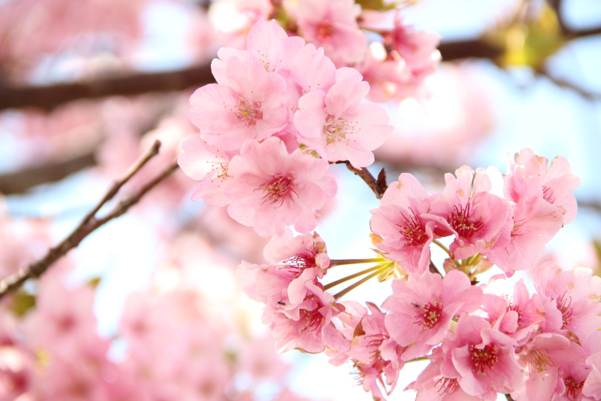 笠松河津桜ロード f:id:sa_to_e:20200302140111j:plain