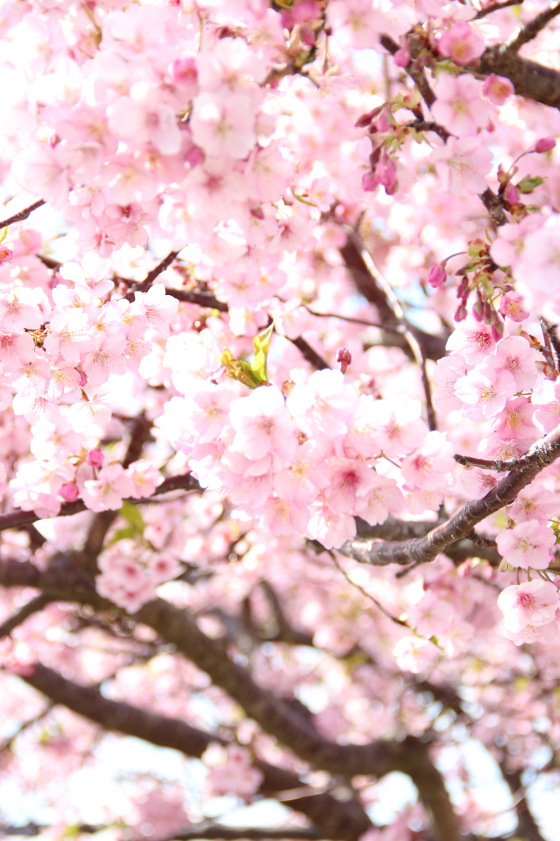 笠松河津桜ロード f:id:sa_to_e:20200302140550j:plain