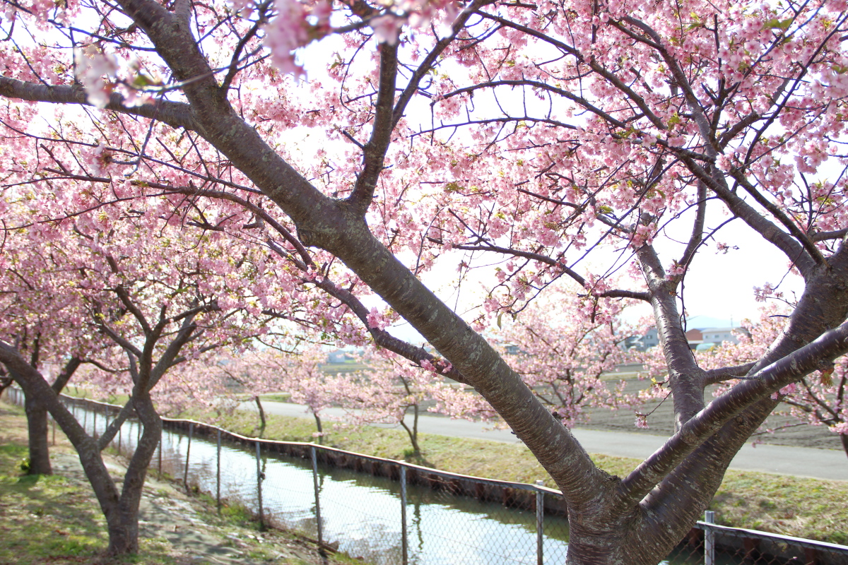 笠松河津桜ロード f:id:sa_to_e:20200302140801j:plain