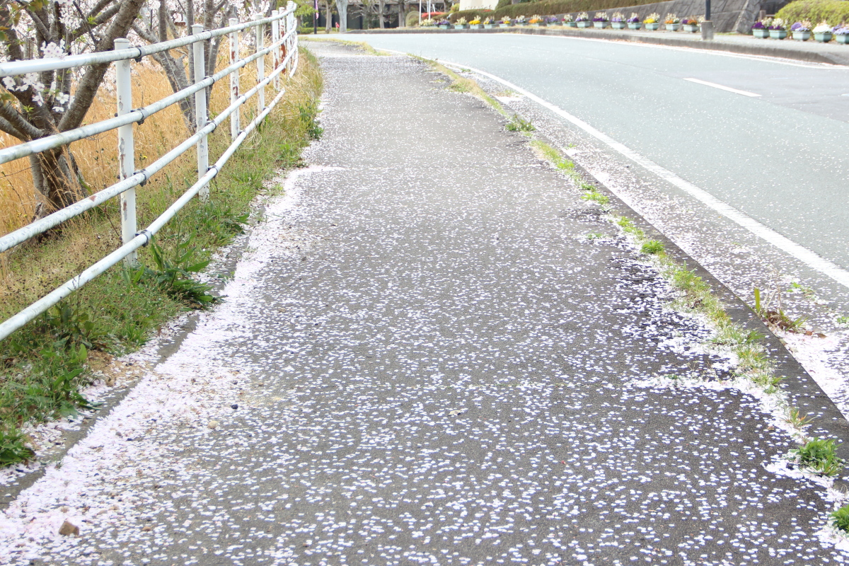 f:id:sa_to_e:20200416172105j:plain