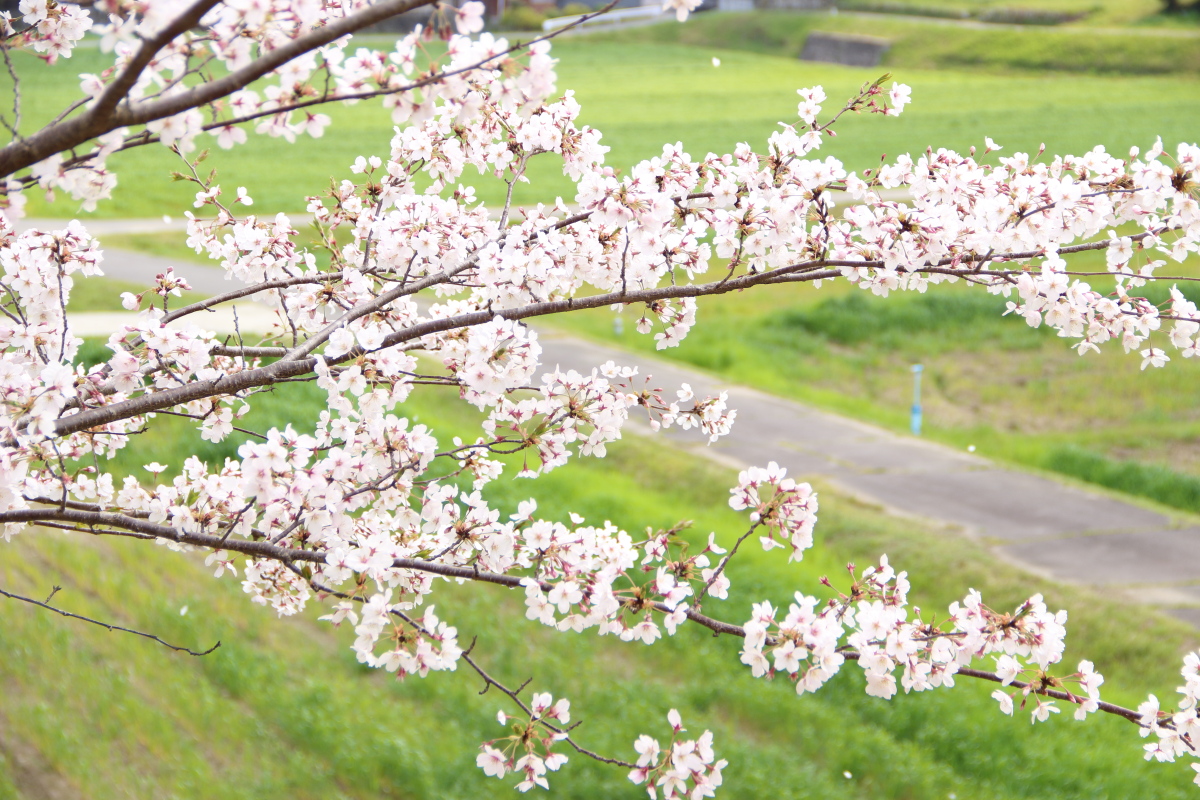f:id:sa_to_e:20200416172113j:plain