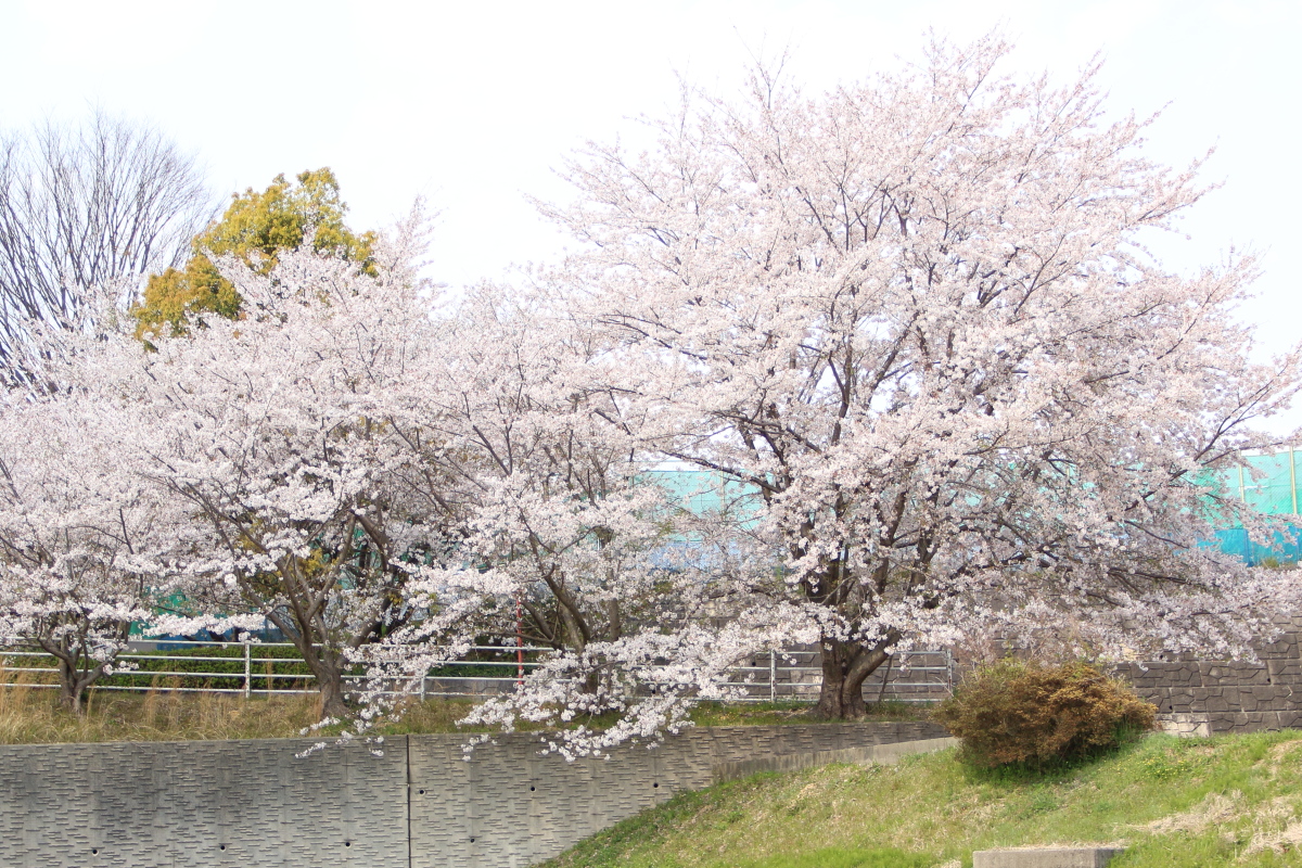 f:id:sa_to_e:20200416172122j:plain