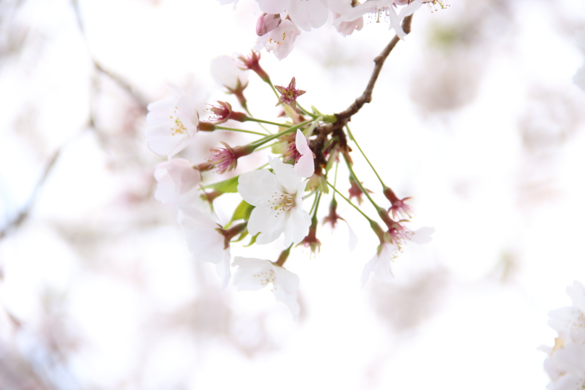 f:id:sa_to_e:20200416172129j:plain
