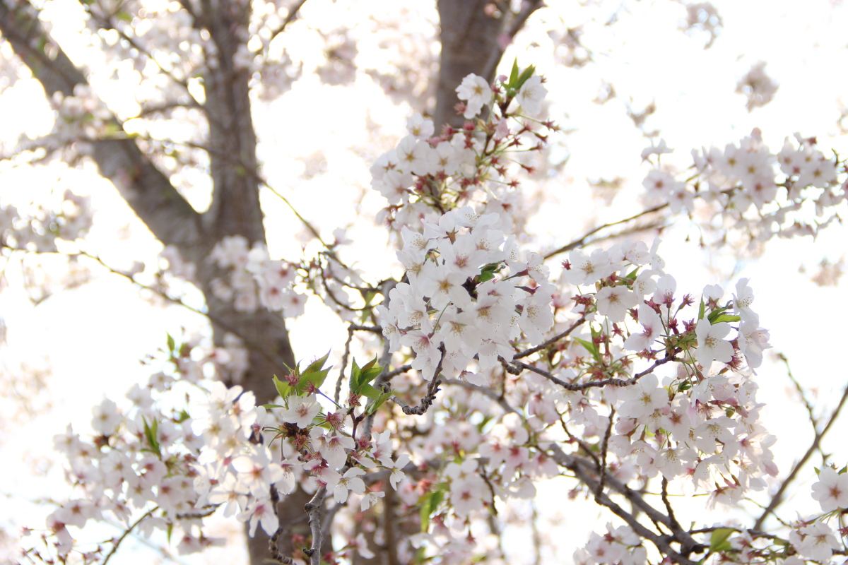 f:id:sa_to_e:20200416172136j:plain