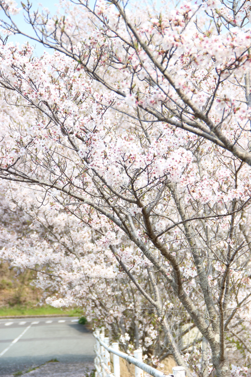 f:id:sa_to_e:20200416172142j:plain