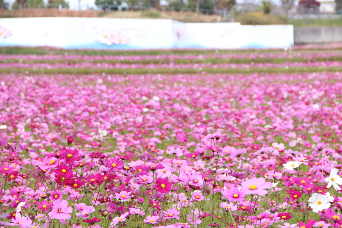 f:id:sa_to_e:20201108154256j:plain