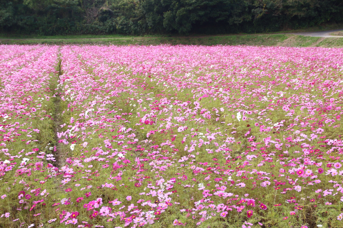 f:id:sa_to_e:20201108154326j:plain