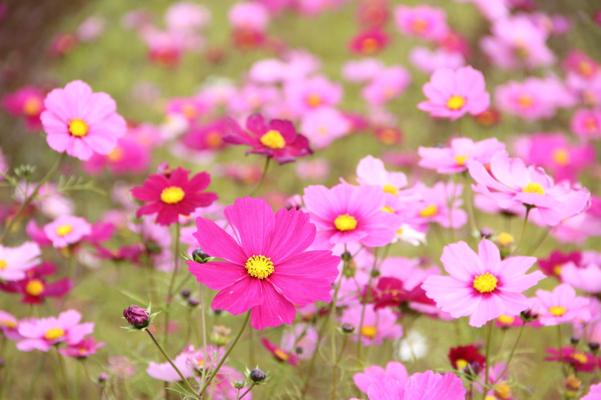 f:id:sa_to_e:20201108154339j:plain