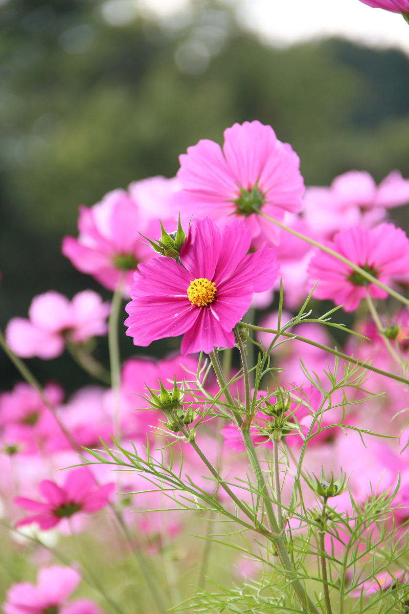 f:id:sa_to_e:20201108154346j:plain