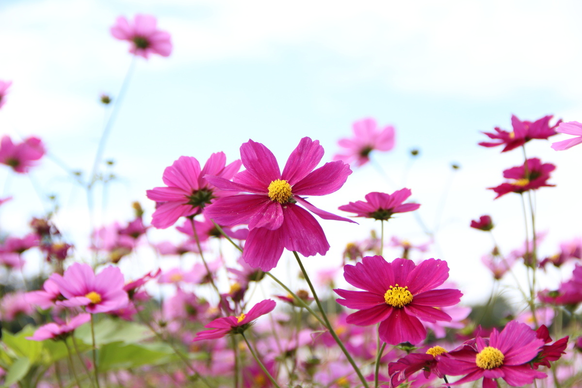 f:id:sa_to_e:20201108154353j:plain