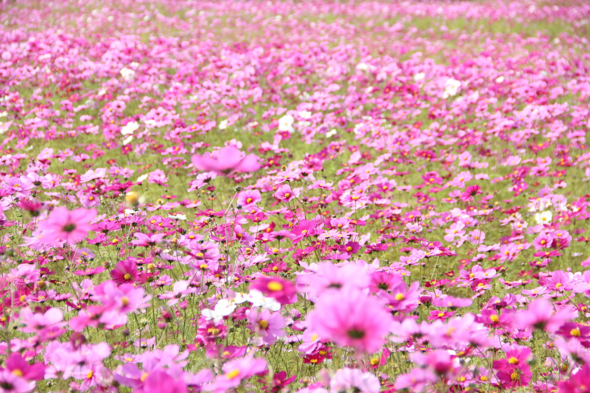 f:id:sa_to_e:20201108154402j:plain