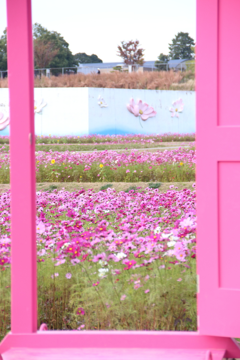 f:id:sa_to_e:20201108154423j:plain