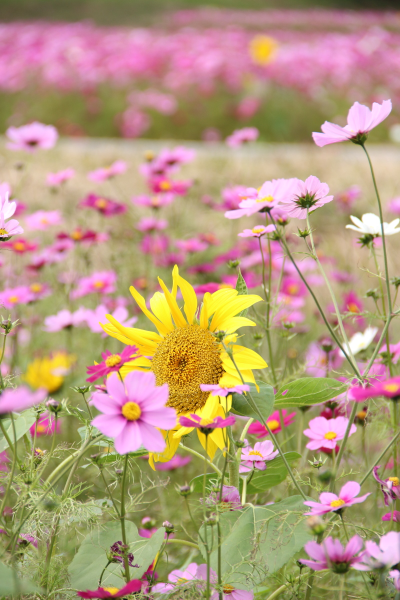 f:id:sa_to_e:20201108154431j:plain