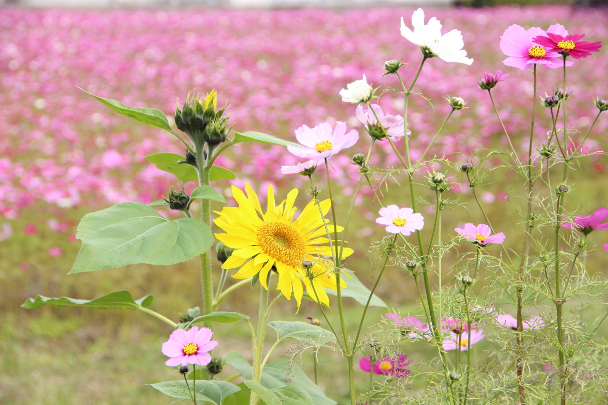 f:id:sa_to_e:20201108154437j:plain
