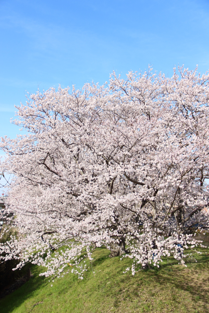 f:id:sa_to_e:20220413175248j:plain